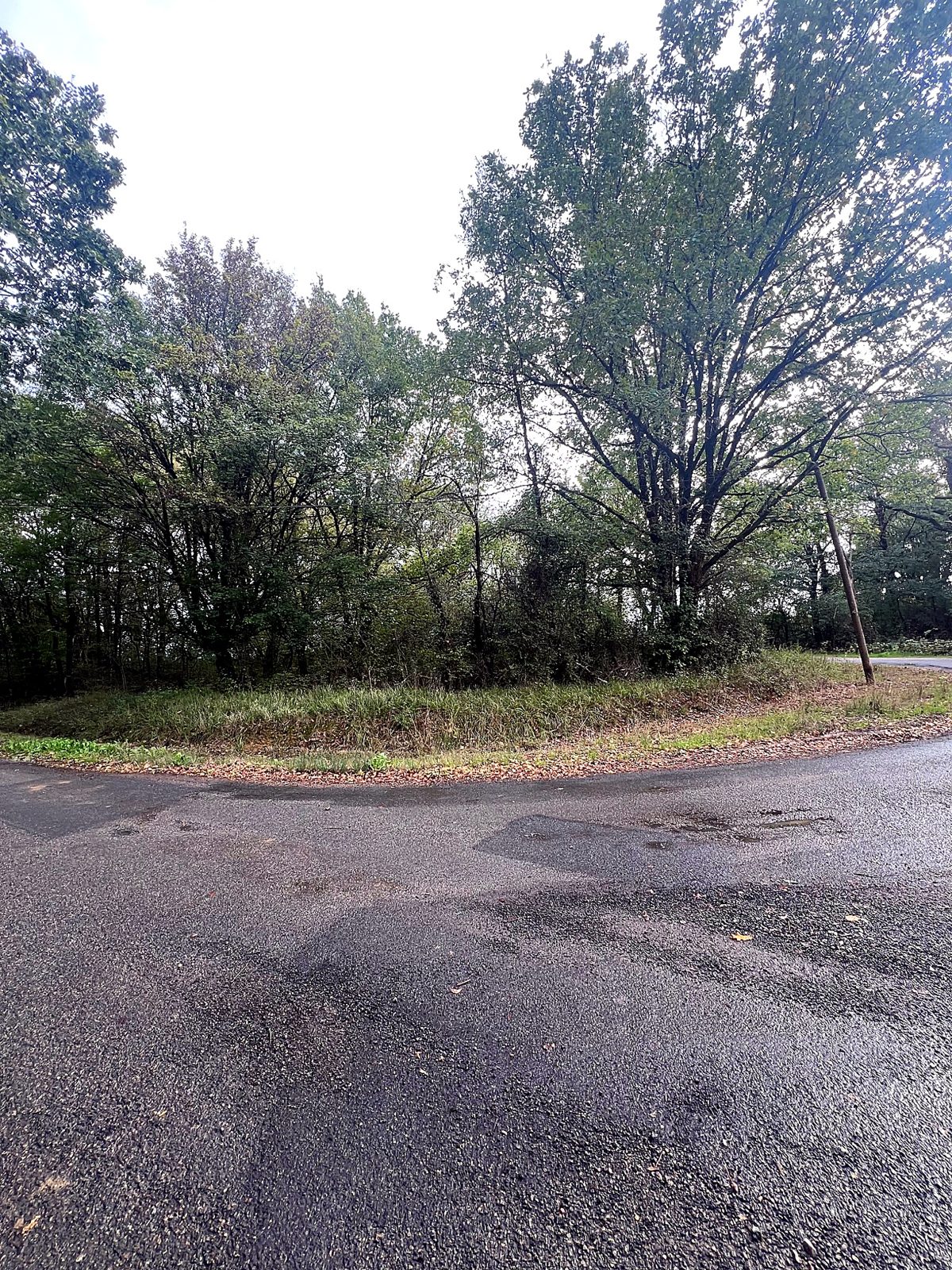 Tree-lined country lane, another view