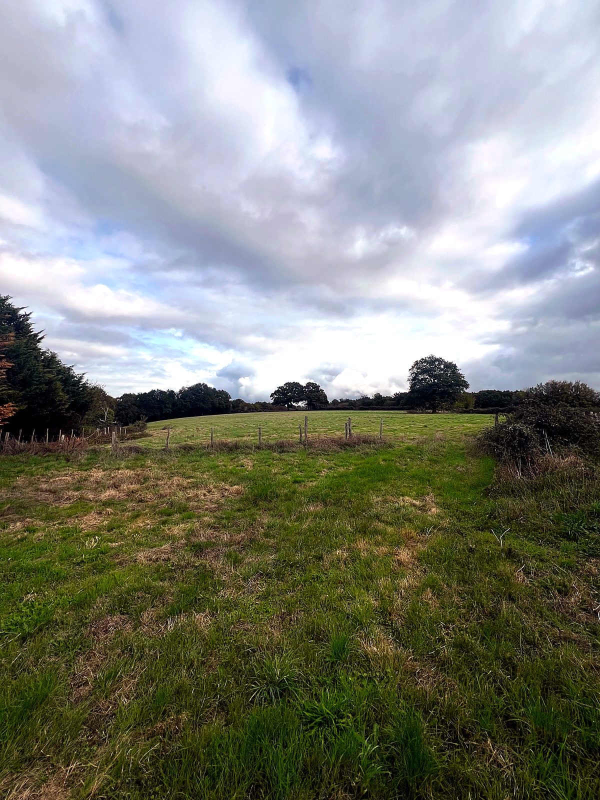 Open pasture bordered by trees