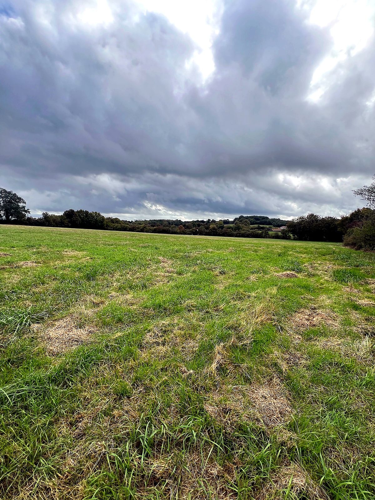 Open grassland under a wide sky