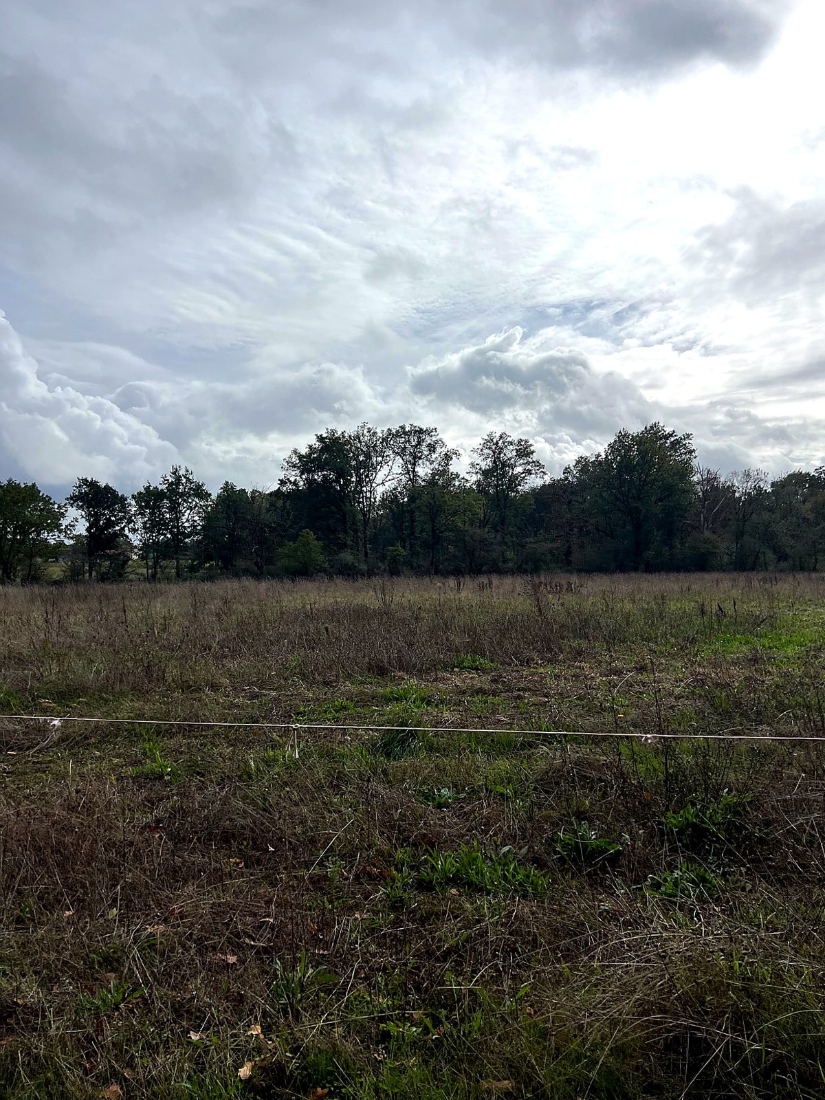 Field bordered by woodland