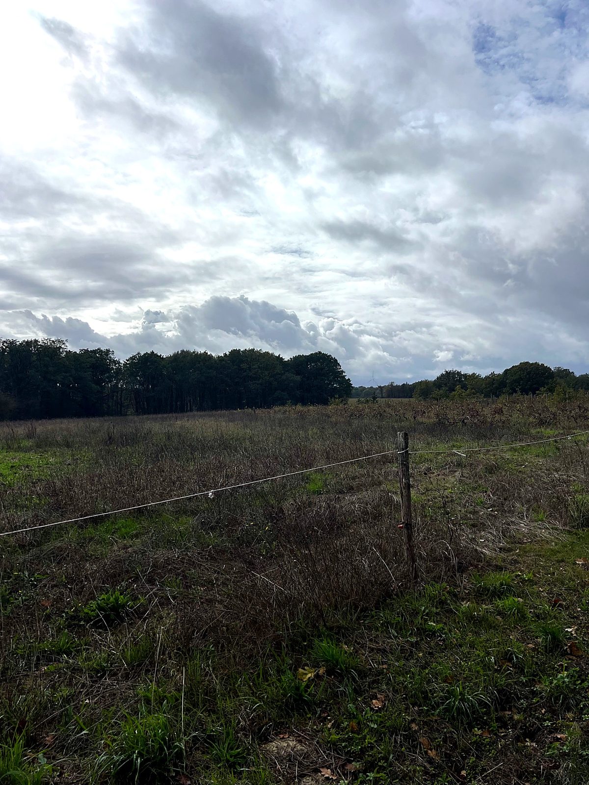 Fenced field with woodland beyond