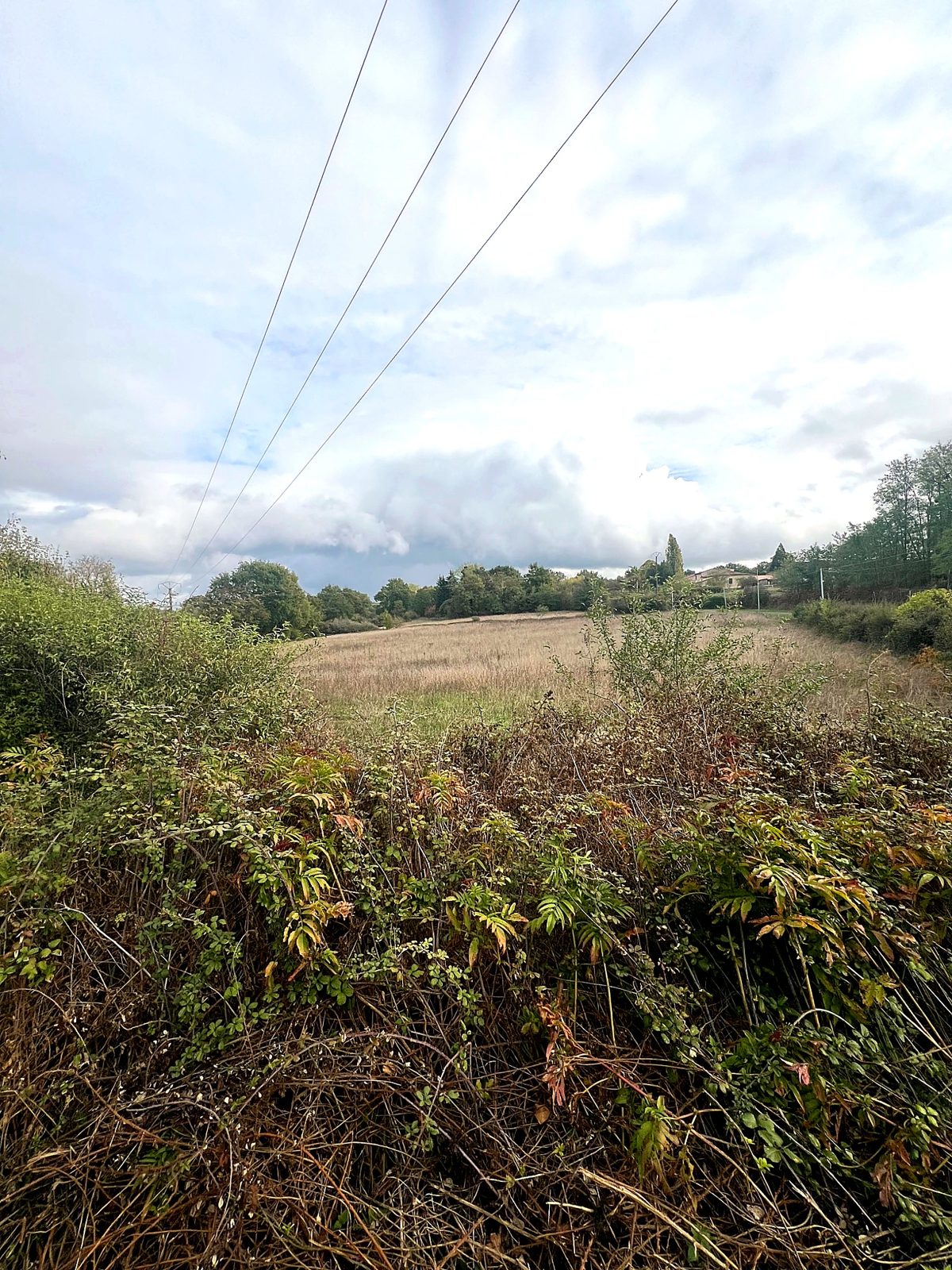 Fields beyond the hedgerow