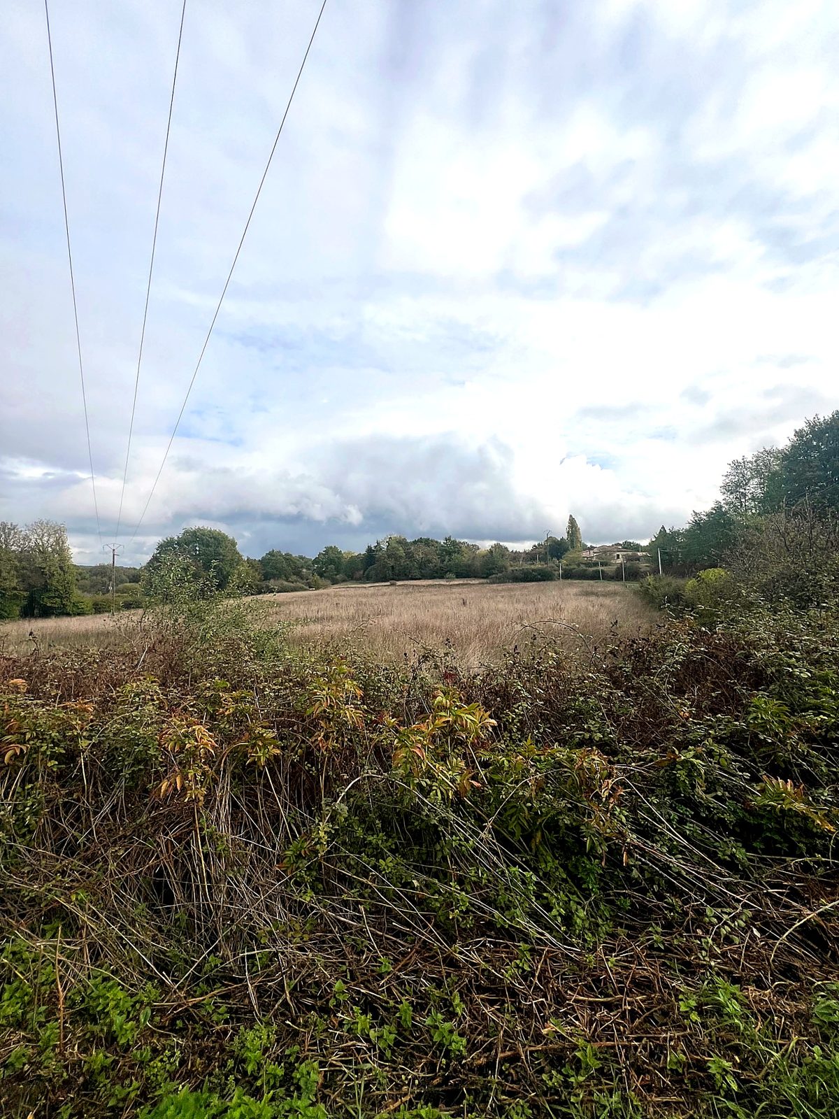 Hedgerow and field beyond