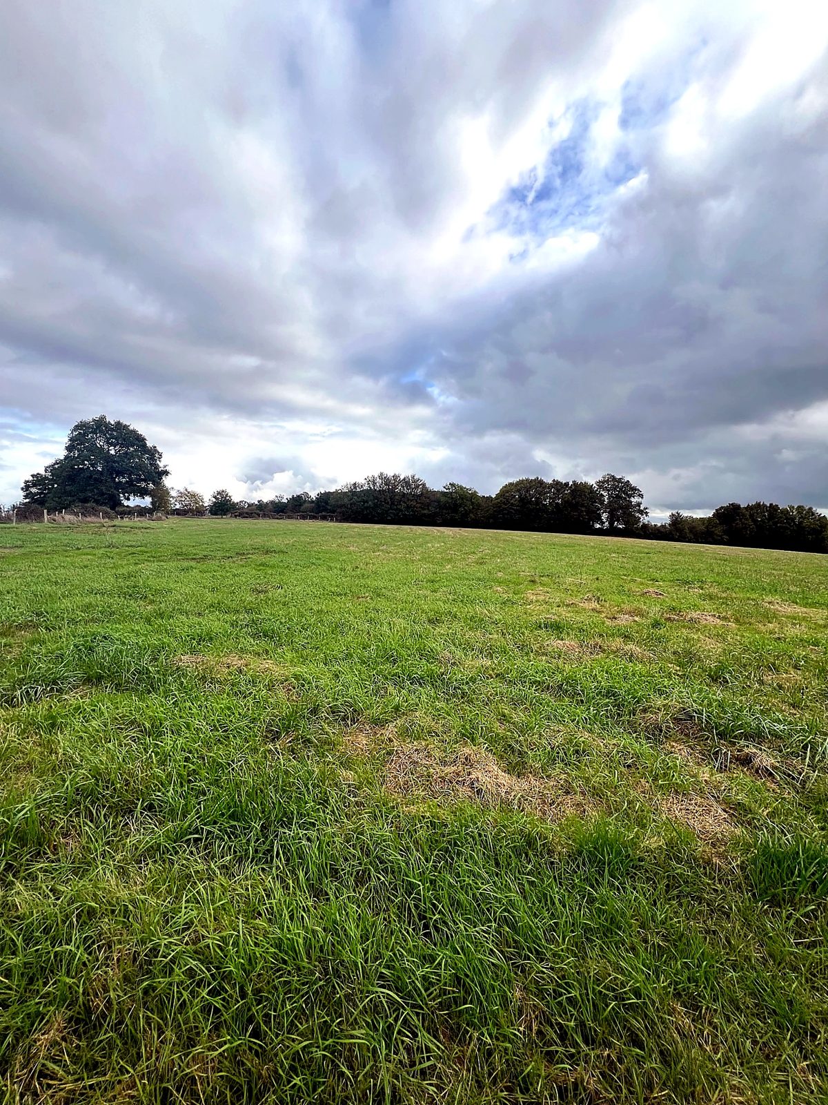 Grassland edged by trees