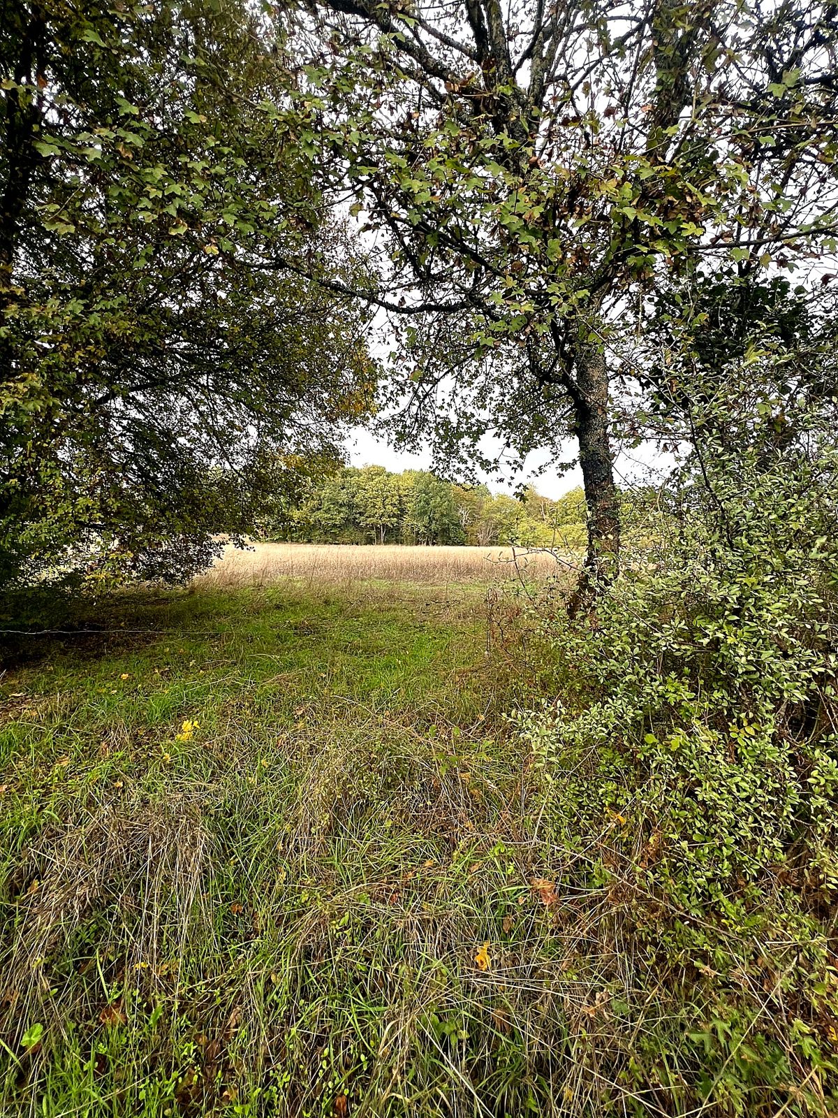 Field seen through the trees