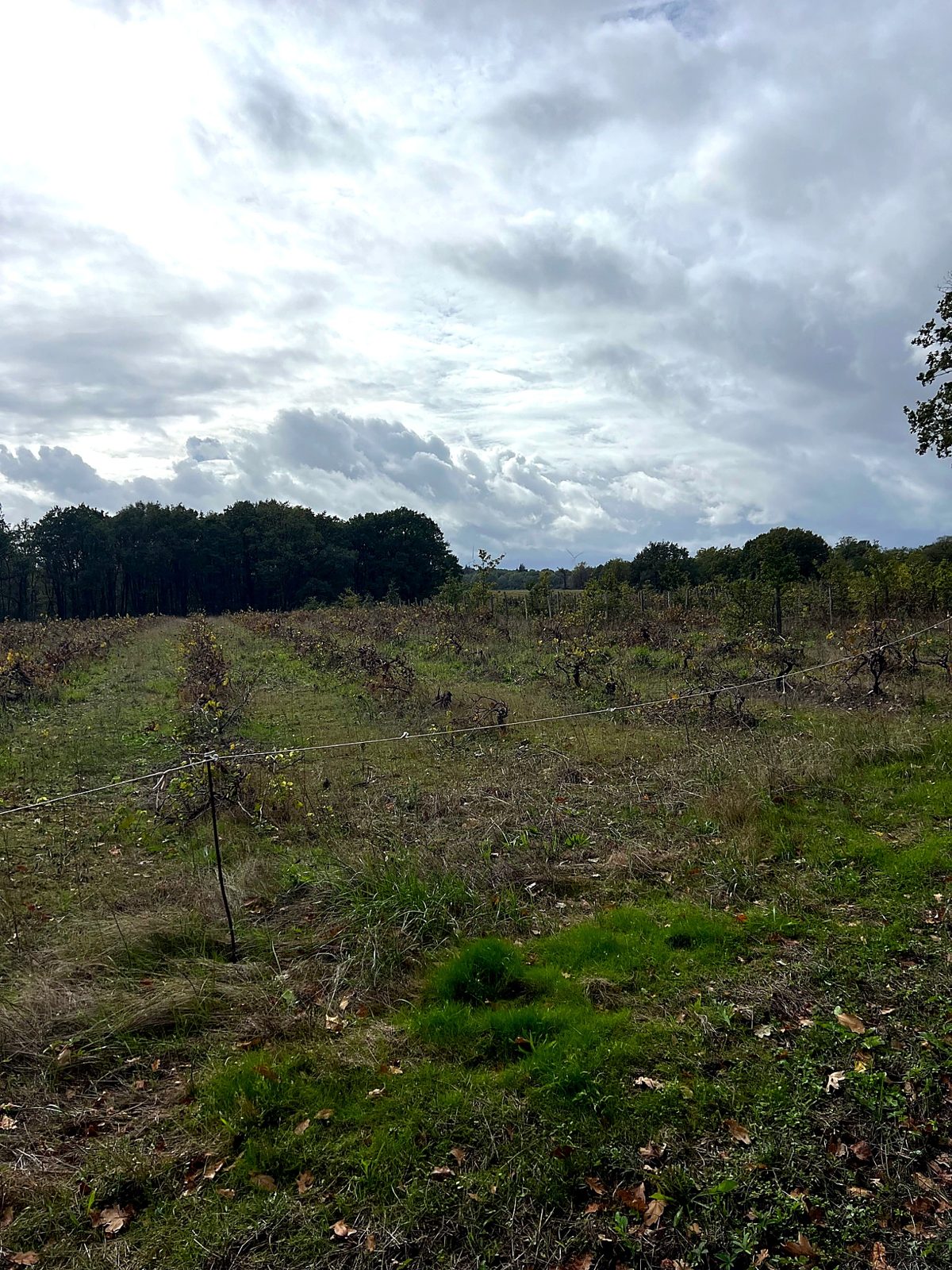 Field with rows of young plants