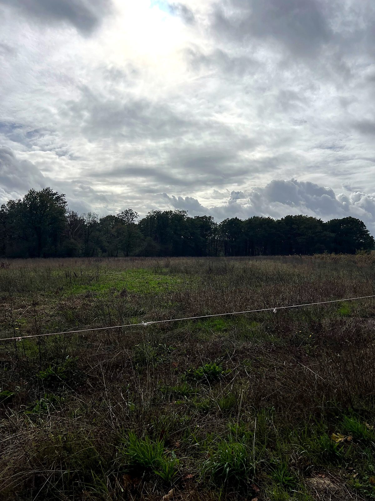 Field and woodland edge