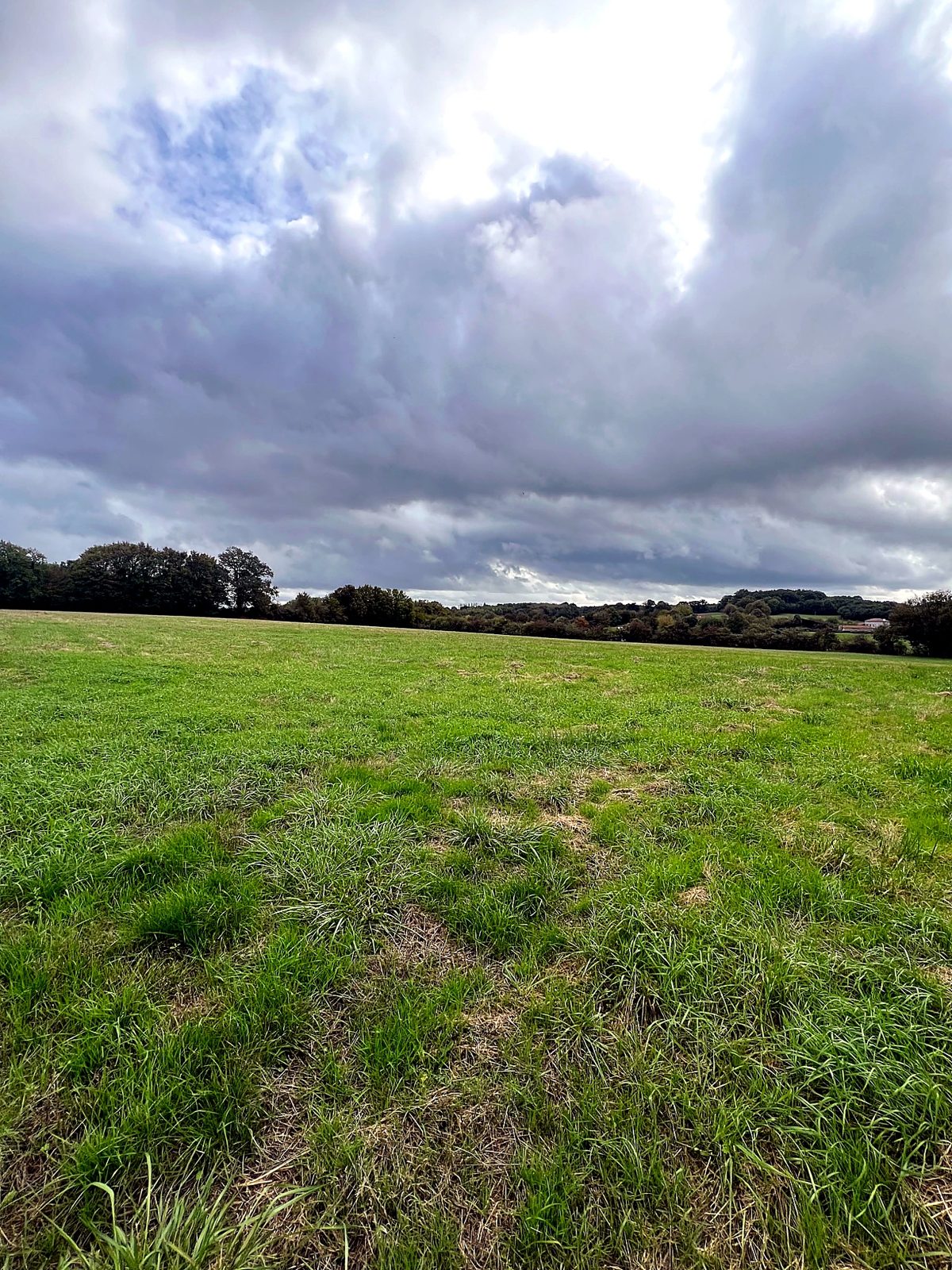 Open grassland