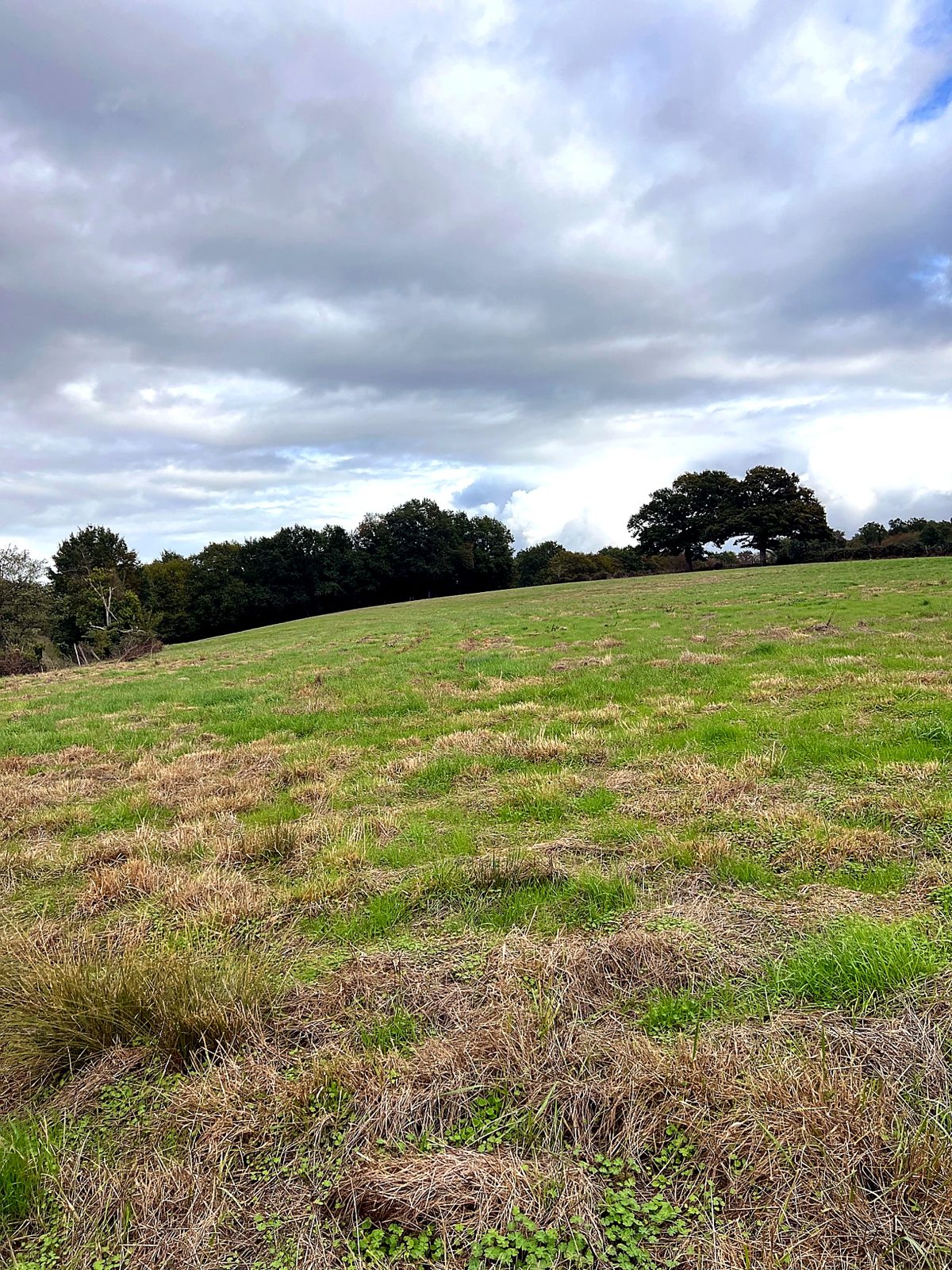 Gently sloping field edged by trees