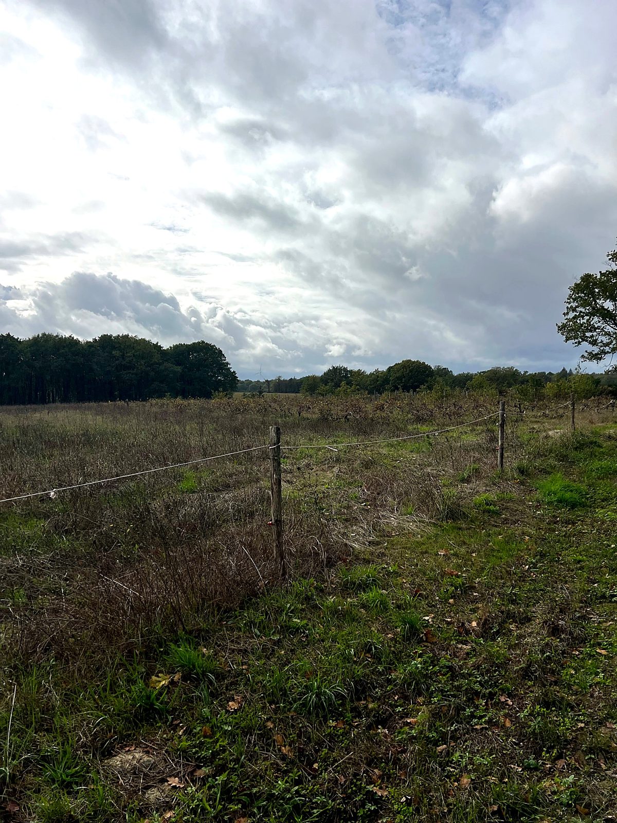 Fenced field