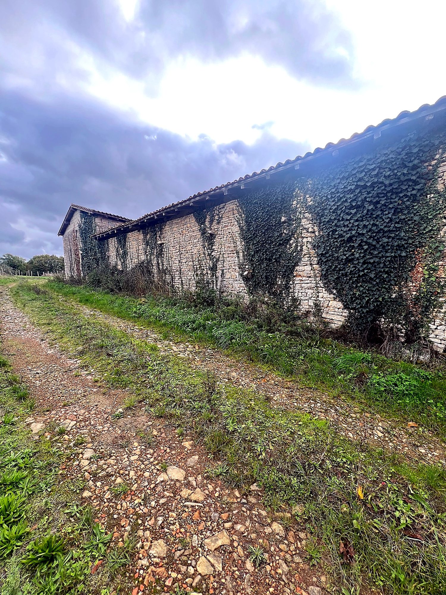 Ivy-covered stone barn along the country lane
