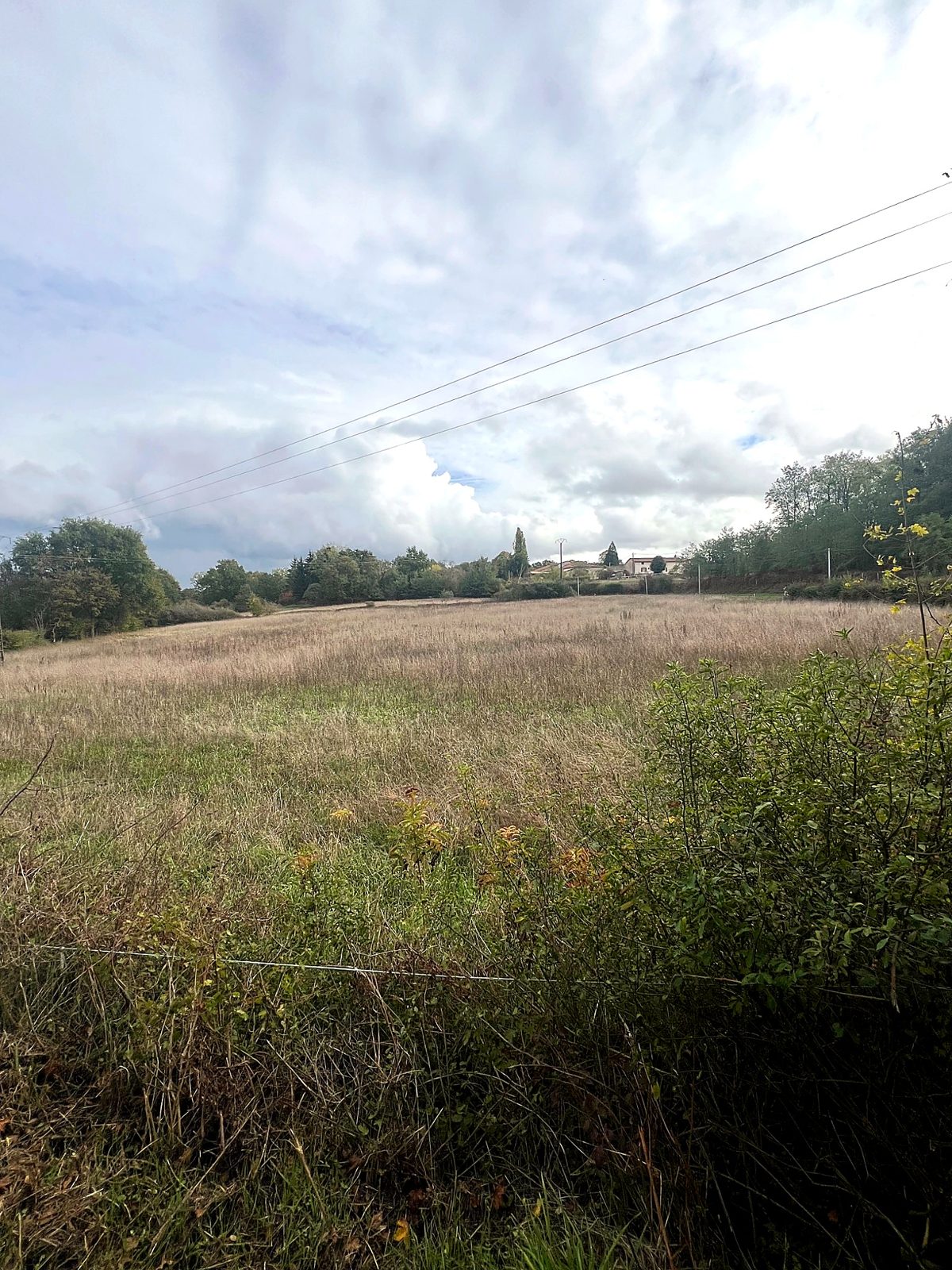 Open meadow