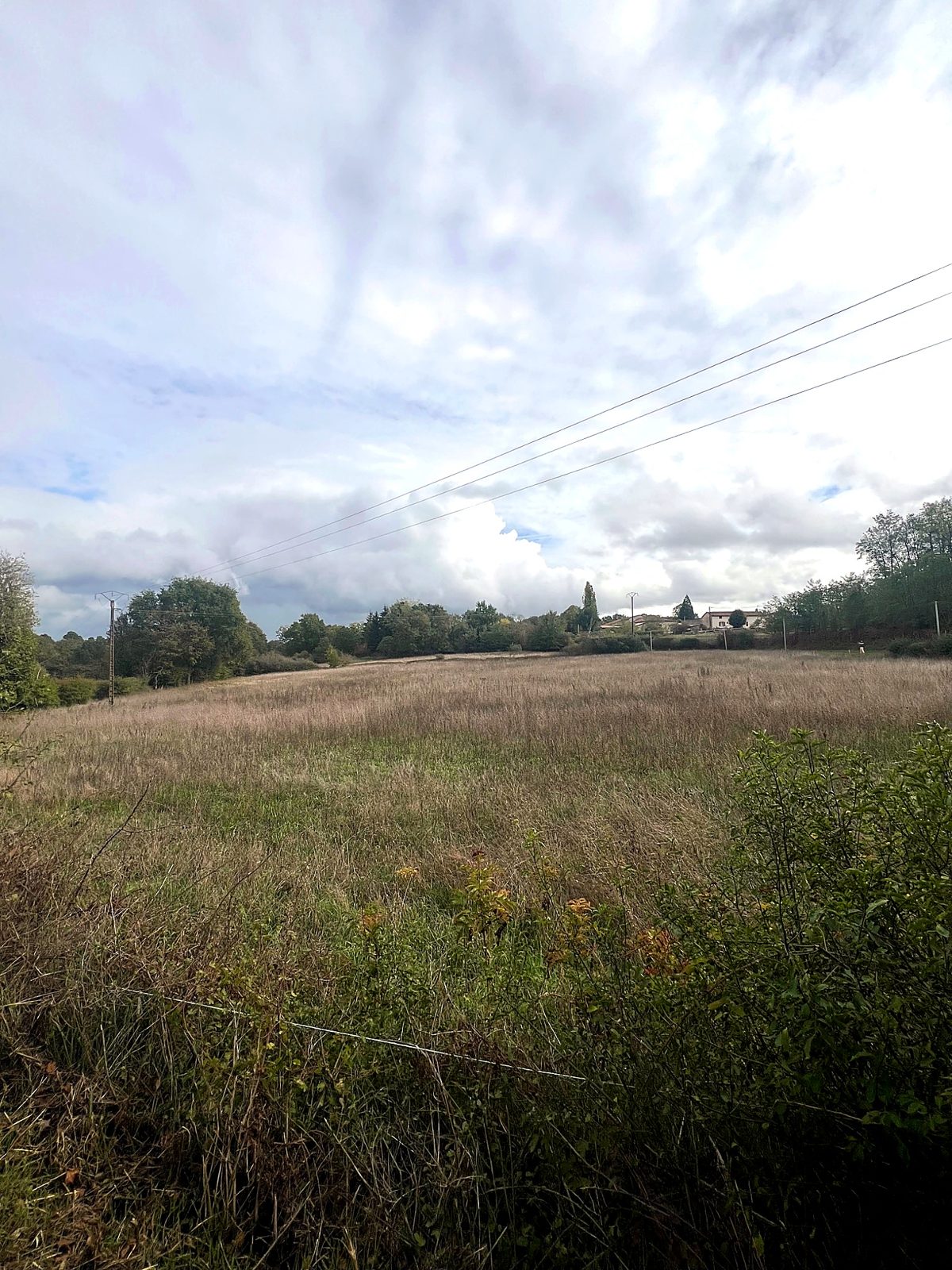 Meadow and hedgerow