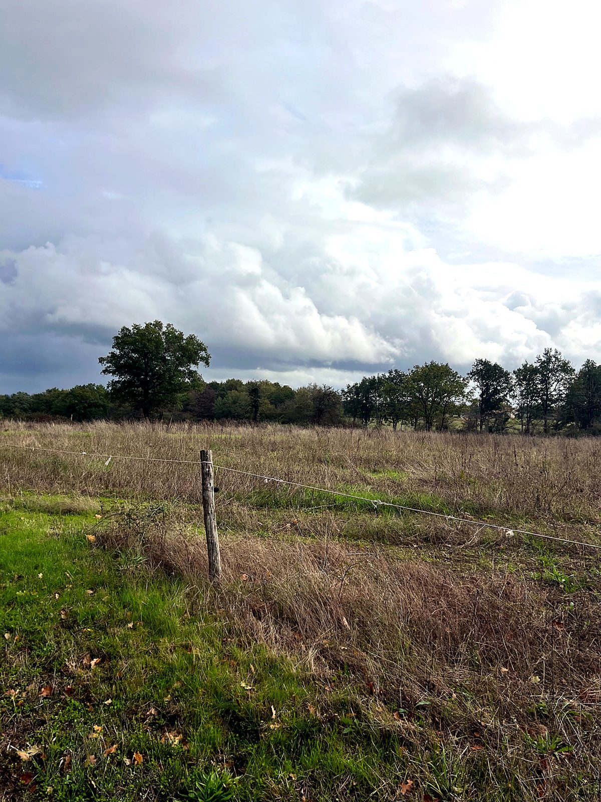 Fenced field and trees
