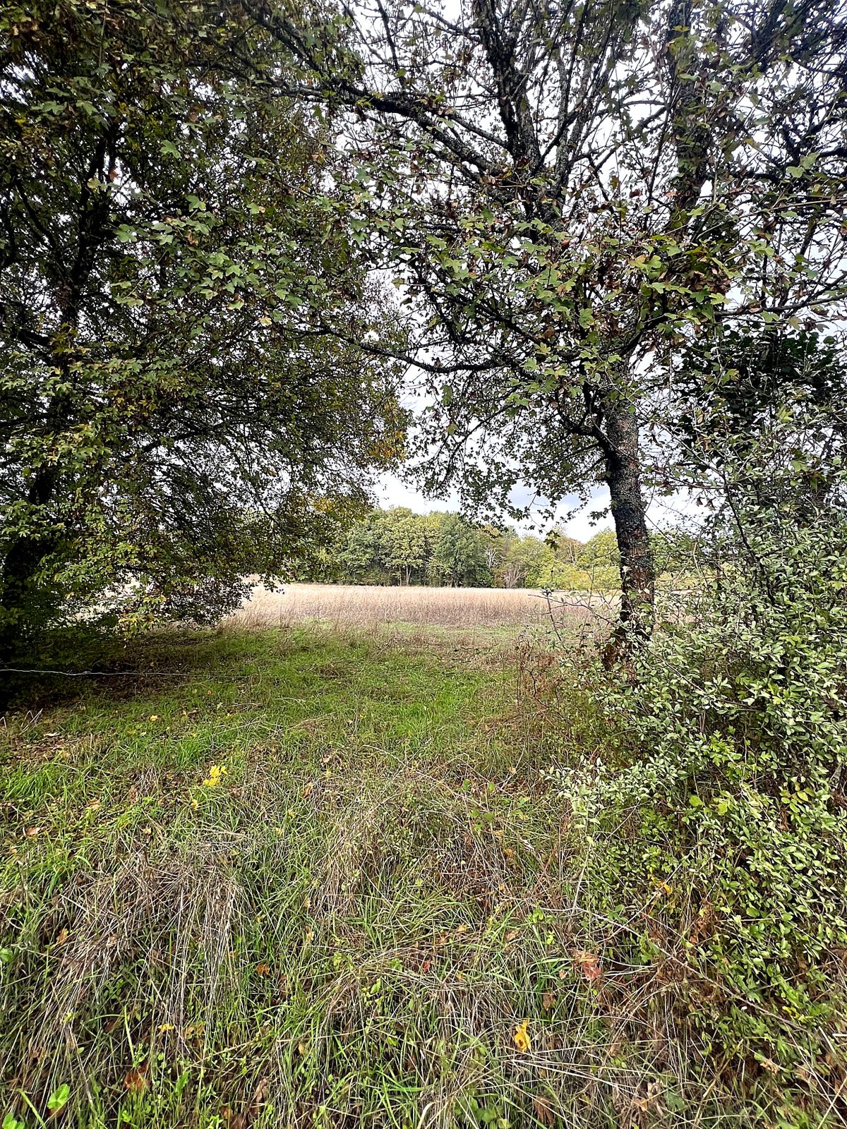 Trees at the edge of a field