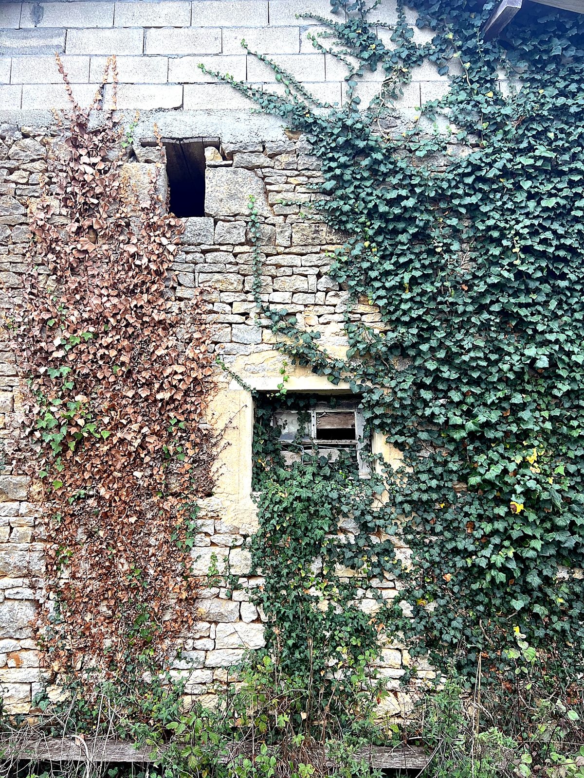 Ivy-clad stone barn wall