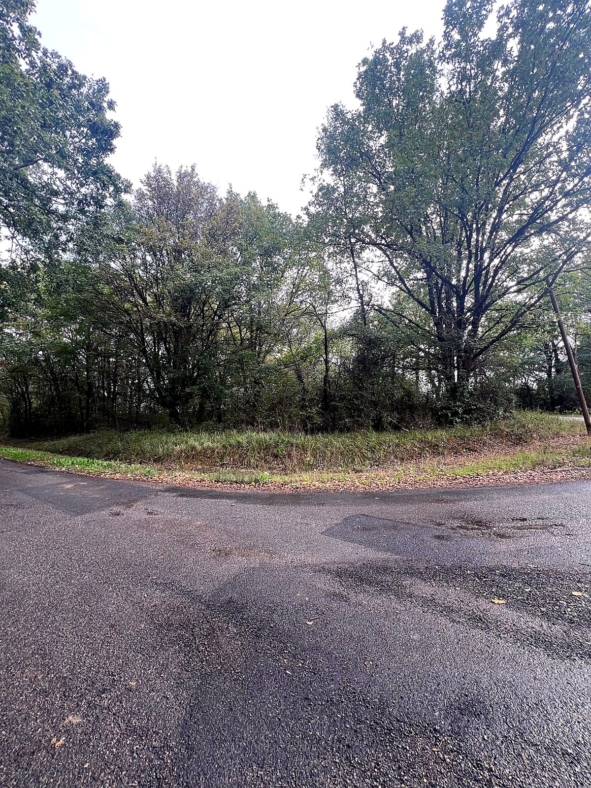 Tree-lined country lane